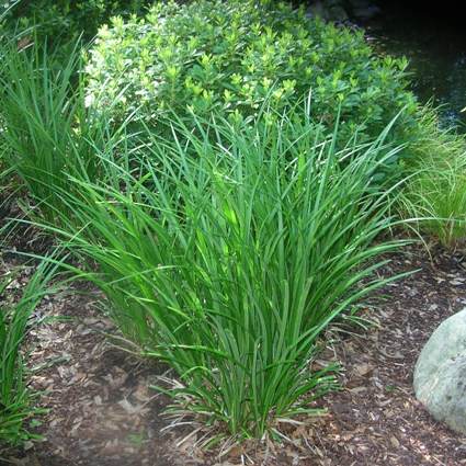 Big Blue Monkey Grass